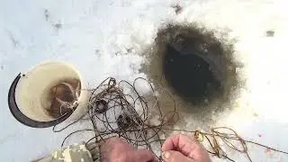р.  Обь.  Очередная  проверка   перемёта...+