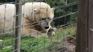 Feeding Time @ The Highland Wildlife Park