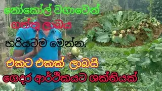 නෝකෝල් වගාවෙන් ගත්තු ලාබය හරියටම 👍එකට එකක් ලාබයි👍nokol wagawa //#⁣Cultivation of nocol# නෝකෝල් වගාව