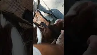 The dog doesn't want to go home. He does this every time he's near the house.