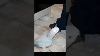 Попугай отжимает у хозяйки тапочки мама Вера отдай тапочки