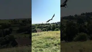 Jetzt darf auch wieder ein Bussard raus 🥰 #mäusebussard #wildtiere #falknerei