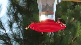 Hummingbirds 07/23