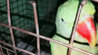मिट्ठू बेटा से बात चीत | बोलने वाला मिट्ठू