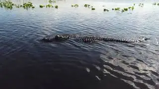 Everglades Holiday Park, only $35