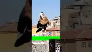 КРАСАВЕЦ