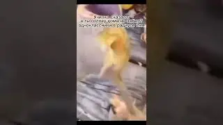 мем