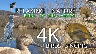 🎧 RELAXING NATURE. AVES Y SONIDOS DE LA LAGUNA. MOSQUITERO COMÚN/PHYLLOSCOPUS COLLYBITA 4K.