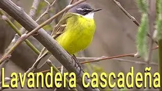 Lavandera cascadeña (Motacilla cinerea)