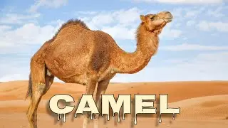 Camel sounds