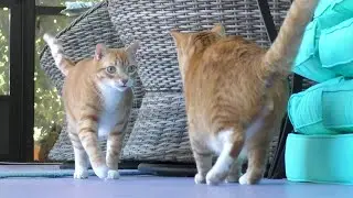 6 Cats Explore New Outside Catio for the First Time!