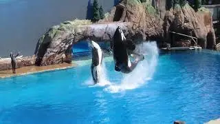 Orca Show: Sea World, San Diego, CA: Feb. 2022