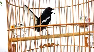 Hót Chuẩn ĐẤU GIỌNG NÚI RỪNG || Luyện giọng chòe than HÓT HAY || Kích chòe than hót đấu 2