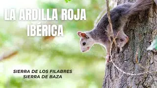 Mini Documental | La Ardilla Roja Ibérica | Sierra de Los Filabres - Sierra de Baza