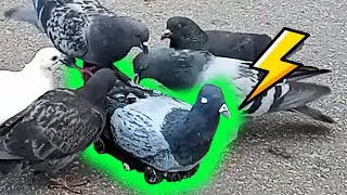 Epic pigeon in the wild. Radio controlled pigeon