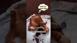 Мысли мыслишки 🤣🤪