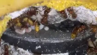 Pogonomyrmex californicus