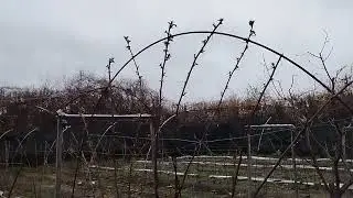 Rebar trellis for climbing plants