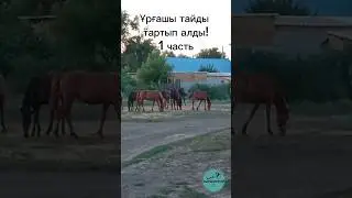 АЙҒЫР ҰРҒАШЫ ТАЙДЫ ҮЙІРІНЕ ҚОСЫП АЛДЫ! #подпишись #horse #айгыр #жылқылар #тай #лошади #жеребец