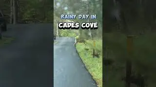 Why this is the BEST place to visit on a RAINY day. (Cades Cove) #cadescove #smokymountains #shorts