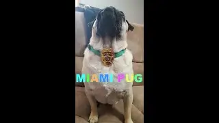 Tough Pug vs. Cattle