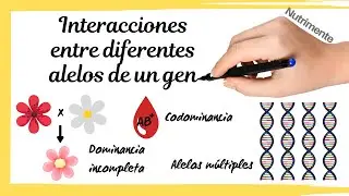 Interacción Entre Alelos de un Gen - [Dominancia Incompleta, Codominancia y Alelos Múltiples]