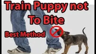 HOW TO TRAIN YOUR PUPPY TO STOP BITING!!! | Train Puppy NOT to BITE