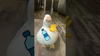 Chip has something to tell you.  #meme #duck