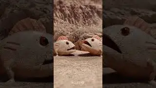 Real Alien Language?