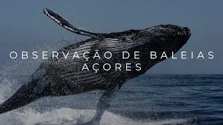 Observação de Baleias Açores | Futurismo