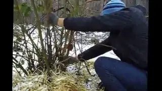 укрытие  ежевики Оркан ЛисСад