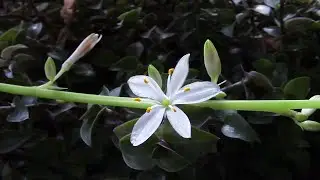 ХЛОРОФИТУМ БЫСТОРАСТУЩИЙ!