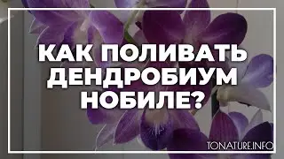 Как поливать дендробиум нобиле? | toNature.Info