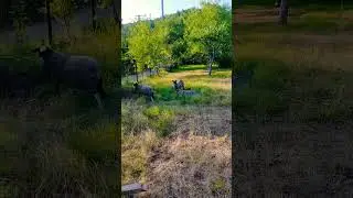 Наши барашки #жизньвдеревне