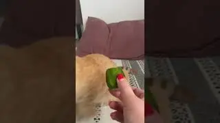 Не зашло