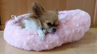 День из жизни чихуахуа Маргаритки