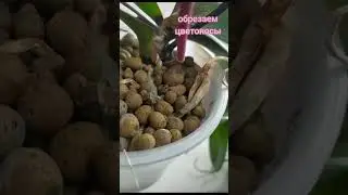 Отцвели уж давно. 