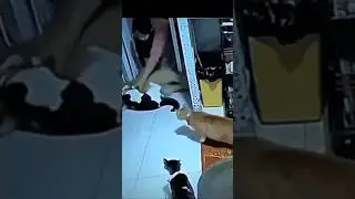 DOG HAS BAD DREAM OR SEIZURE ?