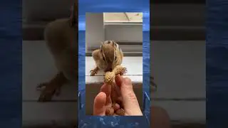 #приколы #joke #shortvideo #animals