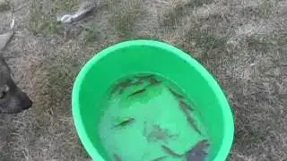 Puppy catching fish and eating.