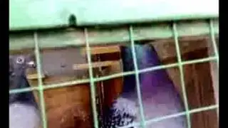 beautiful pigeon