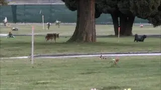 Coyote Following And Watching Small Dogs