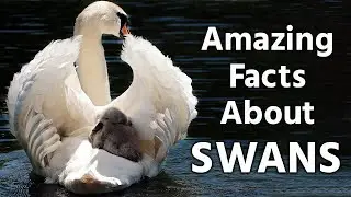 Amazing Facts About Swans | The Animal Explorer