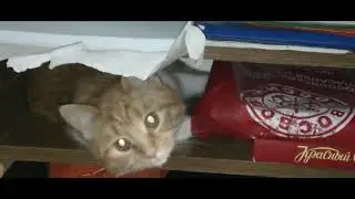 любимая кошка муха