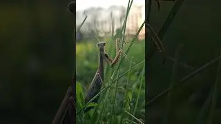 Magic Mantis (captured by Samsung S23 Ultra).