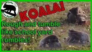 Koalas 🐨 fighting like school kids!   |  Scar and Vic