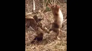 Wild Videos | Hawk Vs Rabbit | Rabbit Vs Hawk