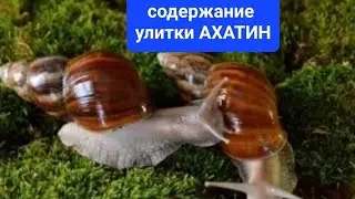 Новый дом для улитки Ахатина : мох, содержание, еда. 