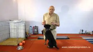 Как научить собаку?  Награда