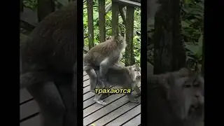 ШОК! Вся правда о макаках 